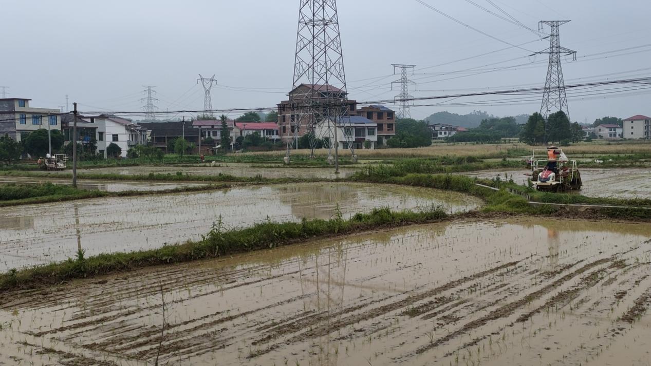 邵阳市大祥区雨溪街道：科技助力水稻育秧 智慧种地助农增收(图7)